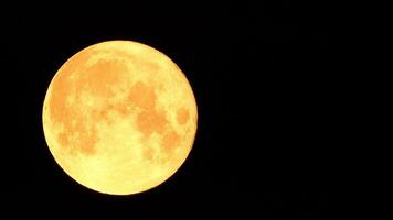 een gloeiend gouden reusachtig vol maan gezien van aarde door de atmosfeer tegen een sterrenhemel nacht lucht. een groot vol maan beweegt aan de overkant de lucht, de maan in beweging van de links kader naar de Rechtsaf. video