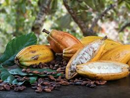 Cut cocoa fruits and raw cocoa beans with defocused cocoa plantation in the background. photo