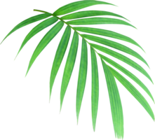 green palm leaf on transparent background png file