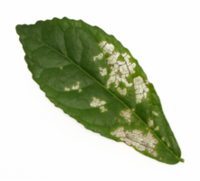 leaf disease. holey leaf spot. leaf of a diseased plant on transparent background png fie