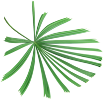 tropical nature green palm leaf on transparent background png file ,chinese windmill