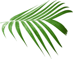 folha de palmeira verde no arquivo png de fundo transparente