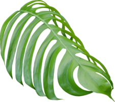 feuilles de monstera de la jungle tropicale, arbre à feuilles de fromage suisse isolé sur fond transparent fichier png