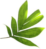 green palm leaf on transparent background png file