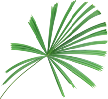 tropical nature green palm leaf on transparent background png file ,chinese windmill