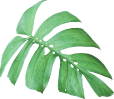 tropical jungle monstera leaves , Swiss Cheese leaf tree isolated on transparent background png file