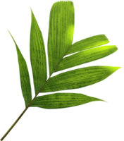 green palm leaf on transparent background png file