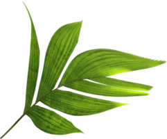 tropical nature green palm leaf on transparent background png file