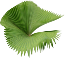 tropical nature green palm frond leaf on transparent background png file