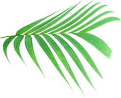 green palm leaf on transparent background png file