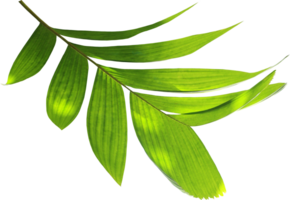foglia di palma verde su file png di sfondo trasparente