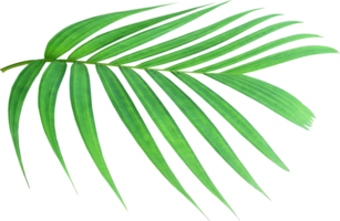 green palm leaf on transparent background png file