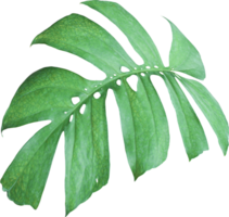 feuilles de monstera de la jungle tropicale, arbre à feuilles de fromage suisse isolé sur fond transparent fichier png