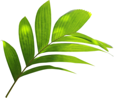 green palm leaf on transparent background png file