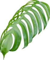 folhas de monstera da selva tropical, árvore de folha de queijo suíço isolada em arquivo png de fundo transparente