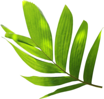 green palm leaf on transparent background png file