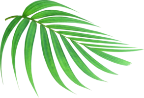 foglia di palma verde natura tropicale su file png di sfondo trasparente