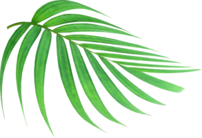 tropical nature green palm leaf on transparent background png file