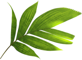 tropical nature green palm leaf on transparent background png file