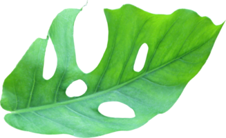 feuilles de monstera de la jungle tropicale, arbre à feuilles de fromage suisse isolé sur fond transparent fichier png