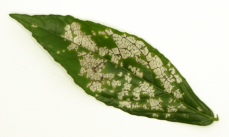 leaf disease. holey leaf spot. leaf of a diseased plant on transparent background png fie