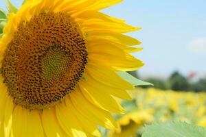 a large sunflower is in a field photo