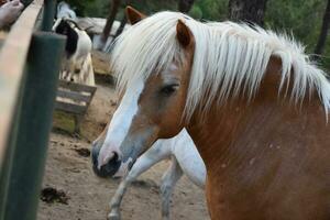 un caballo con largo pelo foto