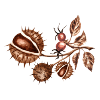Watercolor chestnuts with rosehip branch in brown. Template isolated illustration of autumn chestnut round spiky fruits in peel. Hand drawing for invitations and cards, packaging and textile, sticker png