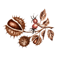 acquerello castagne con rosa canina ramo nel Marrone. modello isolato illustrazione di autunno Castagna il giro spinoso frutta nel sbucciare. mano disegno per inviti e carte, confezione e tessile, etichetta png