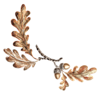 Watercolor oak branch with acorns and leaves. Template isolated illustration of autumn leaves. Hand drawn for invitations and cards, printing on packaging, embroidery and textiles, making stickers png