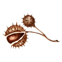 aguarela outono castanha com volta espetado frutas dentro descasca Castanho. modelo isolado ilustração do castanha sementes. mão desenhando do convites e cartões, impressão em embalagem e têxteis, adesivos png