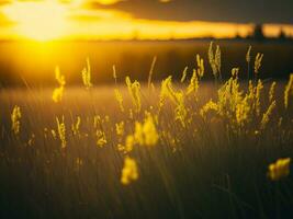 ai generado resumen suave atención puesta de sol campo paisaje de amarillo flores y césped prado calentar dorado hora puesta de sol amanecer tiempo. tranquilo primavera verano naturaleza de cerca y borroso bosque antecedentes. foto