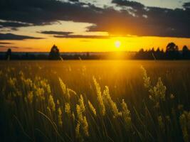 ai generado resumen suave atención puesta de sol campo paisaje de amarillo flores y césped prado calentar dorado hora puesta de sol amanecer tiempo. tranquilo primavera verano naturaleza de cerca y borroso bosque antecedentes. foto