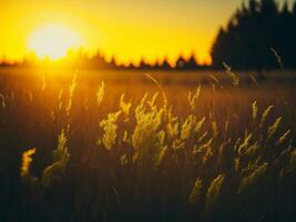 ai generado resumen suave atención puesta de sol campo paisaje de amarillo flores y césped prado calentar dorado hora puesta de sol amanecer tiempo. tranquilo primavera verano naturaleza de cerca y borroso bosque antecedentes. foto