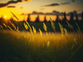 ai generado resumen suave atención puesta de sol campo paisaje de amarillo flores y césped prado calentar dorado hora puesta de sol amanecer tiempo. tranquilo primavera verano naturaleza de cerca y borroso bosque antecedentes. foto