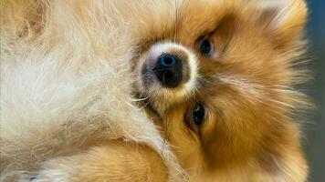 Pomeranian Spitz dog cute lovely pose smiling fluffy Pomerania spitz with rounded face, very happy good for background content photo