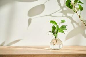 Glass vase in the sun with a ficus shoot that takes root in the water. photo