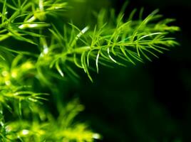 Freshness green fine leaves of Asparagus fern on natural background photo