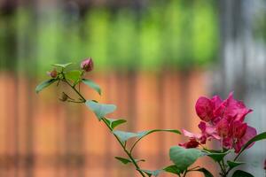 The Bougainvillea pink flower in the garden photo