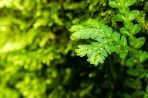 Freshness green leaf of Selaginella involvens fern photo