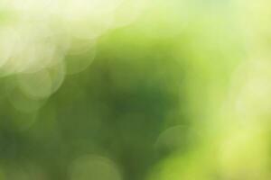 Natural outdoors bokeh background in green and yellow tones, Blurred green tree leaf background with bokeh photo