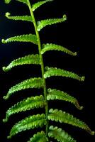 Freshness Fern leaf on black background photo