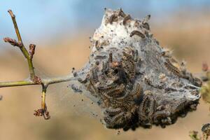 oruga larvas, marrón cola orugas en árbol foto