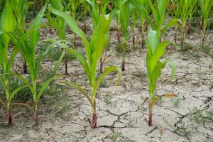 Bad corn harvest. Corn field with very dry soil. photo