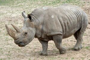 Southern white rhinoceros. Critically endangered animal species. photo