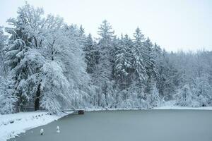 Snowy trees and frozen pond in the woods. Winter in the forest. photo