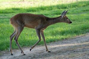 hueva ciervo, capreolus capreolus. salvaje hueva ciervo en naturaleza. foto