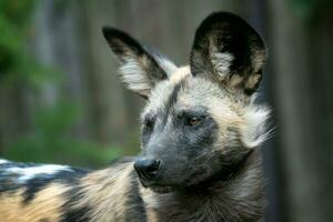 The African wild dog, Lycaon pictus photo