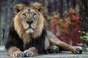 Asiatic lion, Panthera leo persica. A critically endangered species. photo