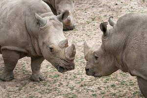 Southern white rhinoceros. Critically endangered animal species. photo